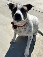 Enlarge Bessie, a Adoptable Pit Bull Terrier in Oceanside, CA image 3/3