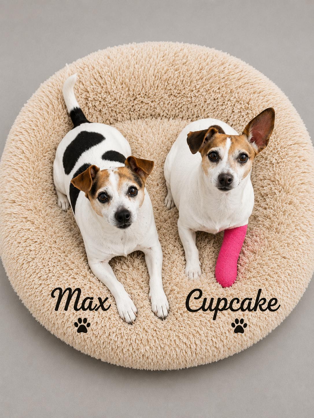 Max & Cupcake, adopted, Adult Female Chihuahua & Terrier.