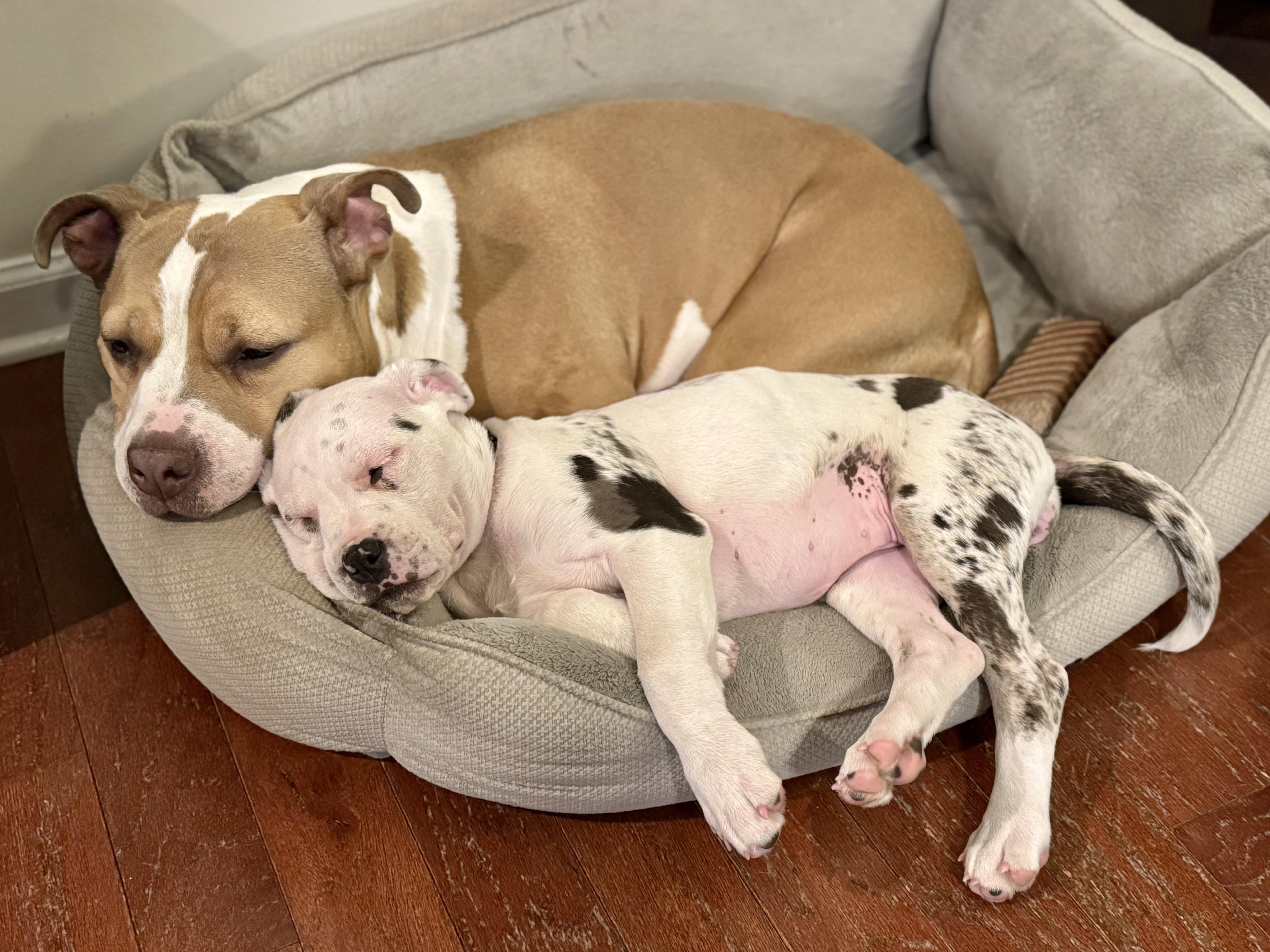 Enlarge Mary (Ruby Sue pup), an adopted mixed breed in Mount Juliet, TN image 4/6