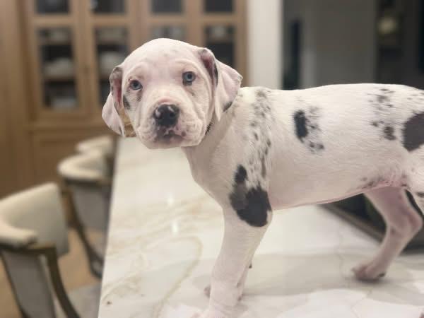 Enlarge Mary (Ruby Sue pup), an adopted mixed breed in Mount Juliet, TN image 2/6