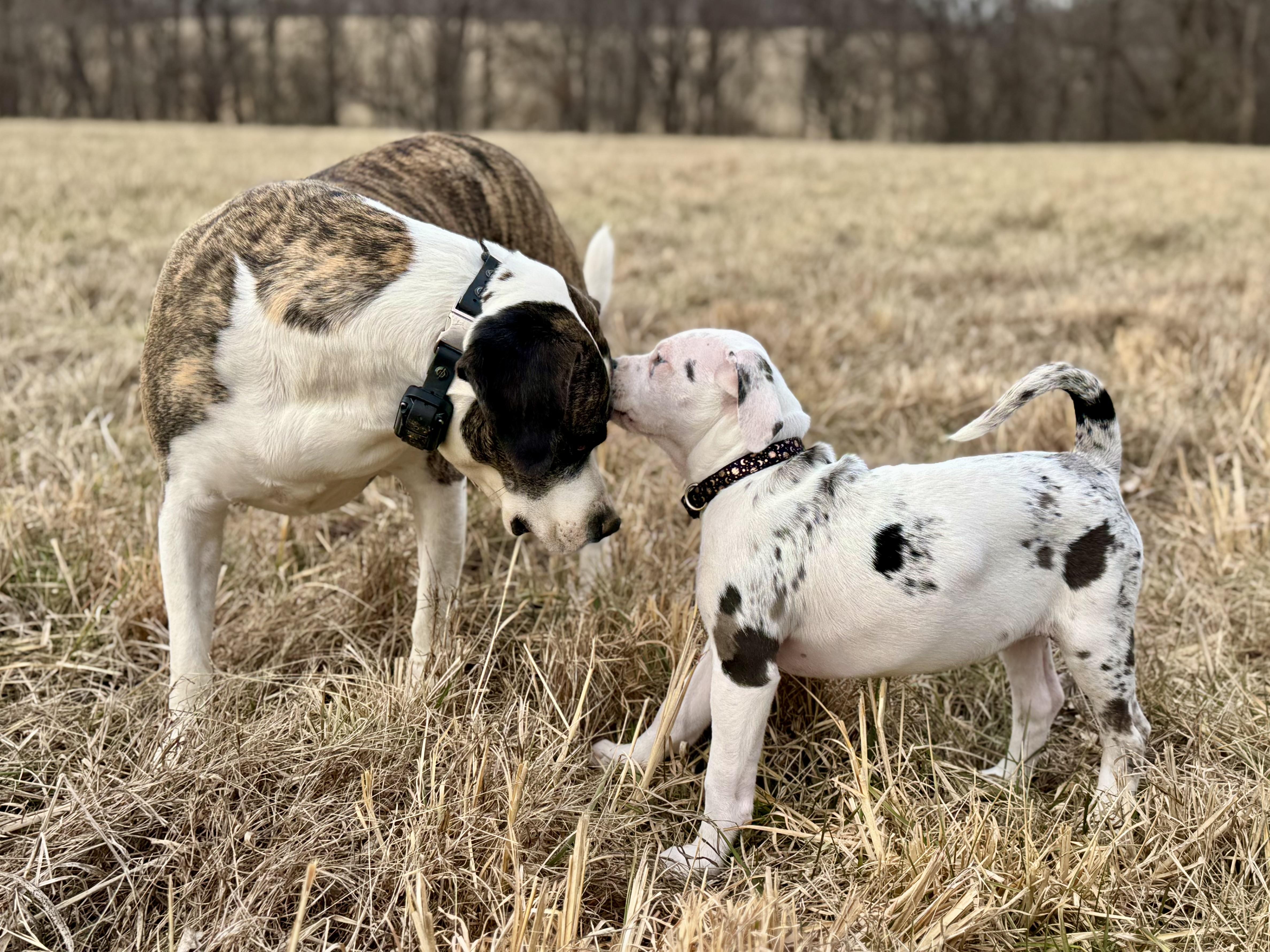 Mary (Ruby Sue pup) — thumbnail 3