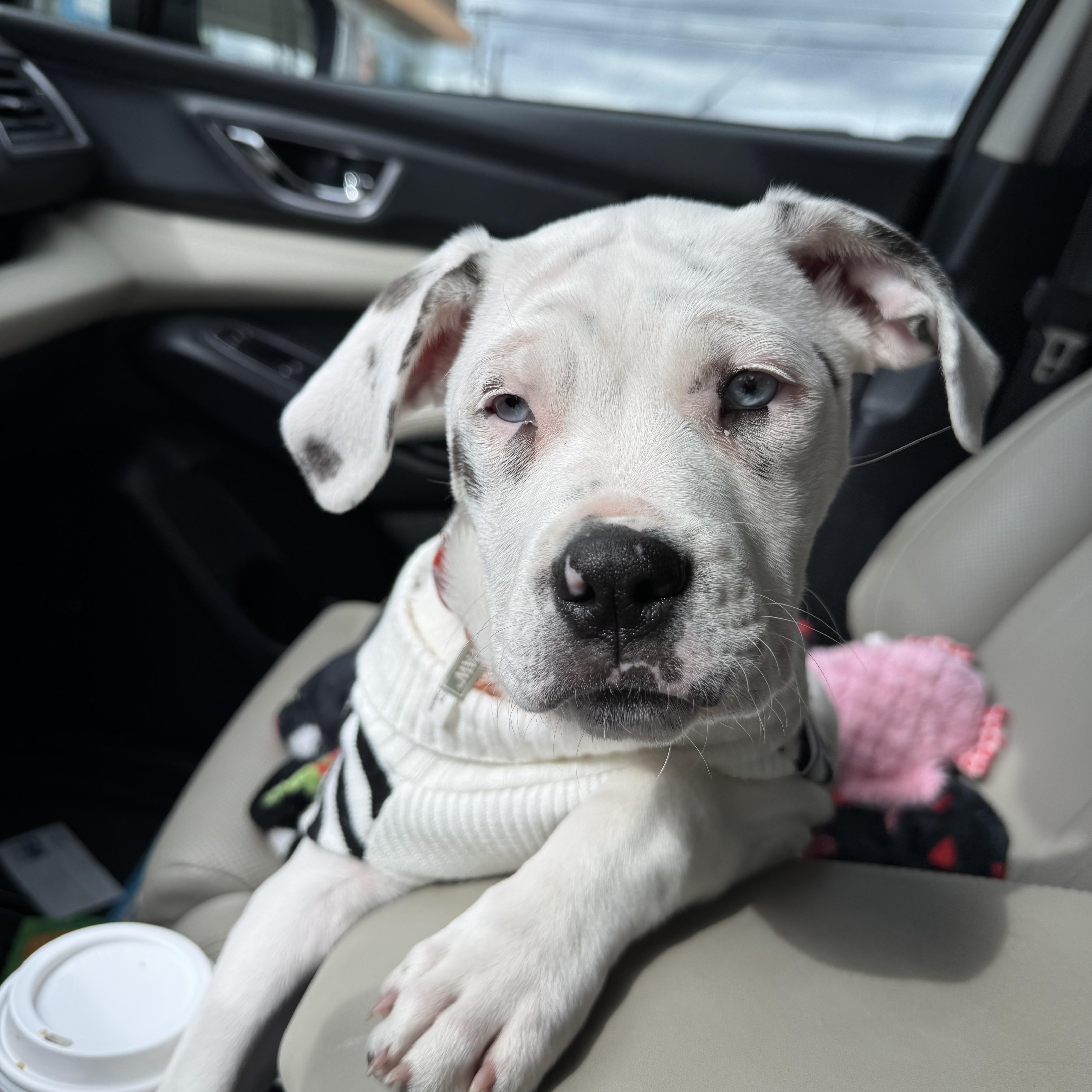 Enlarge Mary (Ruby Sue pup), an adopted mixed breed in Mount Juliet, TN image 1/6