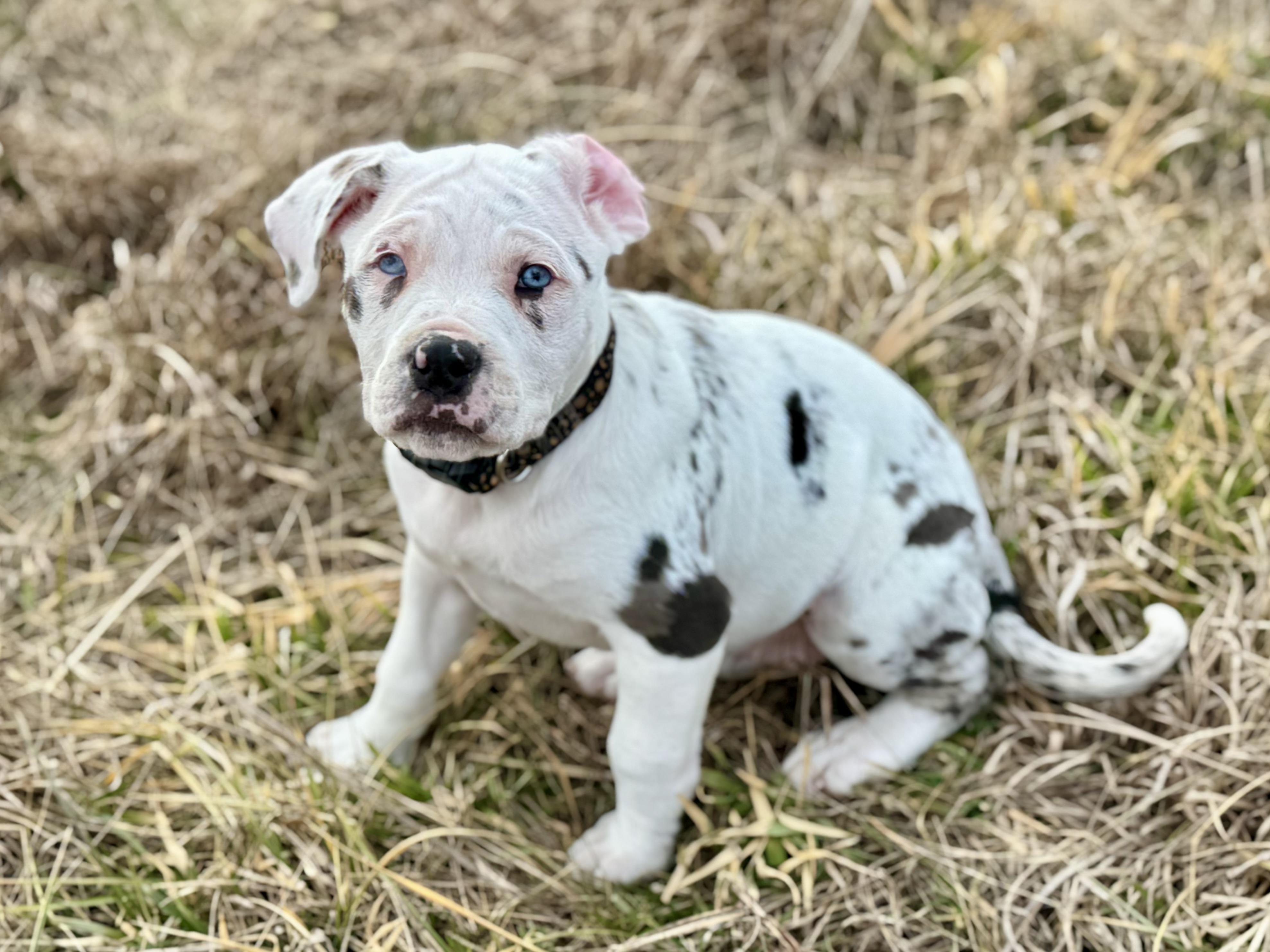 Mary (Ruby Sue pup) — thumbnail 5