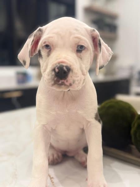 Enlarge Mary (Ruby Sue pup), an adopted mixed breed in Mount Juliet, TN image 3/6