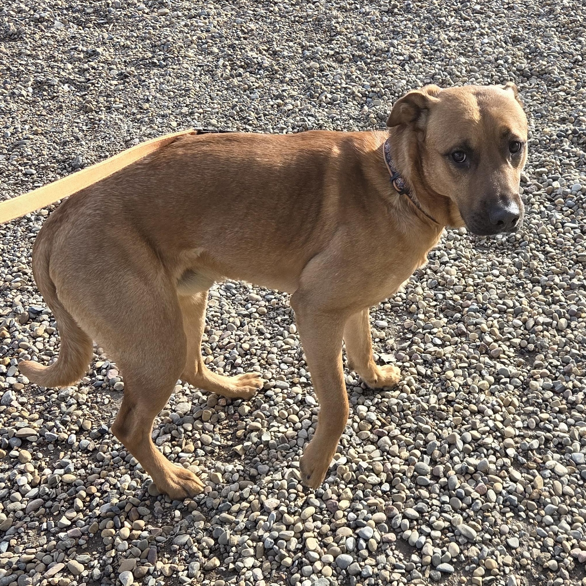 Brutis, ADOPTABLE, Adult Male Rhodesian Ridgeback.