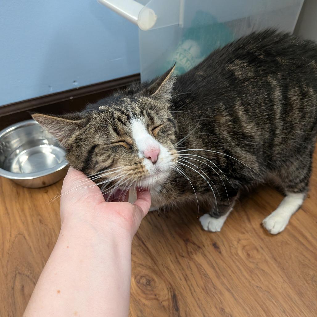 Arlo - SPECIAL NEEDS - DIABETIC, Adoptable, Senior Male Domestic Medium Hair & Domestic Medium Hair.