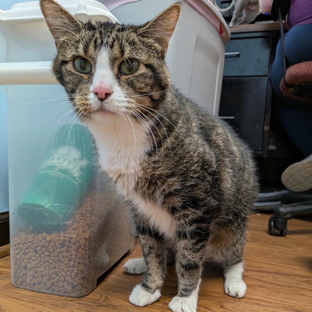 Enlarge Arlo - SPECIAL NEEDS - DIABETIC, a Adoptable mixed breed in Union, MO image 2/2