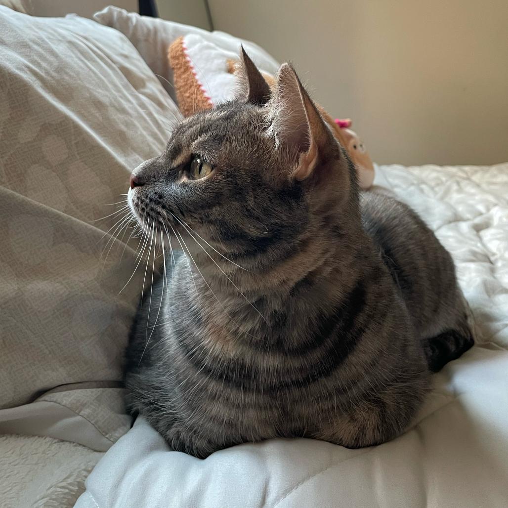 Evie, a Adoptable Domestic Short Hair in Morgan Hill, CA image 1/5