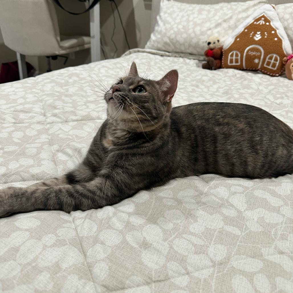 Evie, a Adoptable Domestic Short Hair in Morgan Hill, CA image 2/5