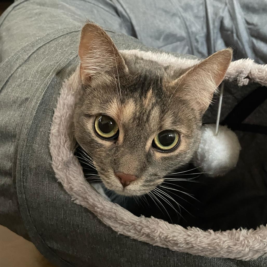 Evie, a Adoptable Domestic Short Hair in Morgan Hill, CA image 3/5