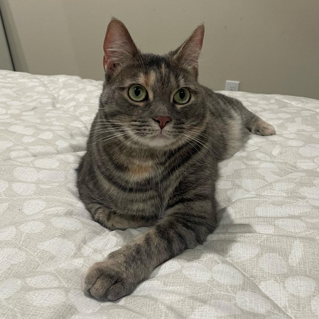 Evie, a Adoptable Domestic Short Hair in Morgan Hill, CA image 5/5