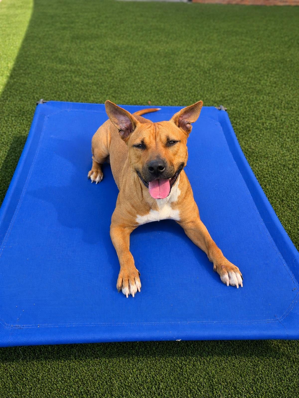 Enlarge Brandy, a Adoptable mixed breed in Rockwall, TX image 1/3