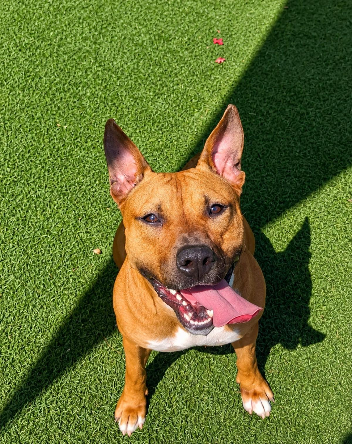Brandy-$75 Adoption Fee! Diamond Dog!, Adoptable, Adult Female Pit Bull Terrier & Terrier.
