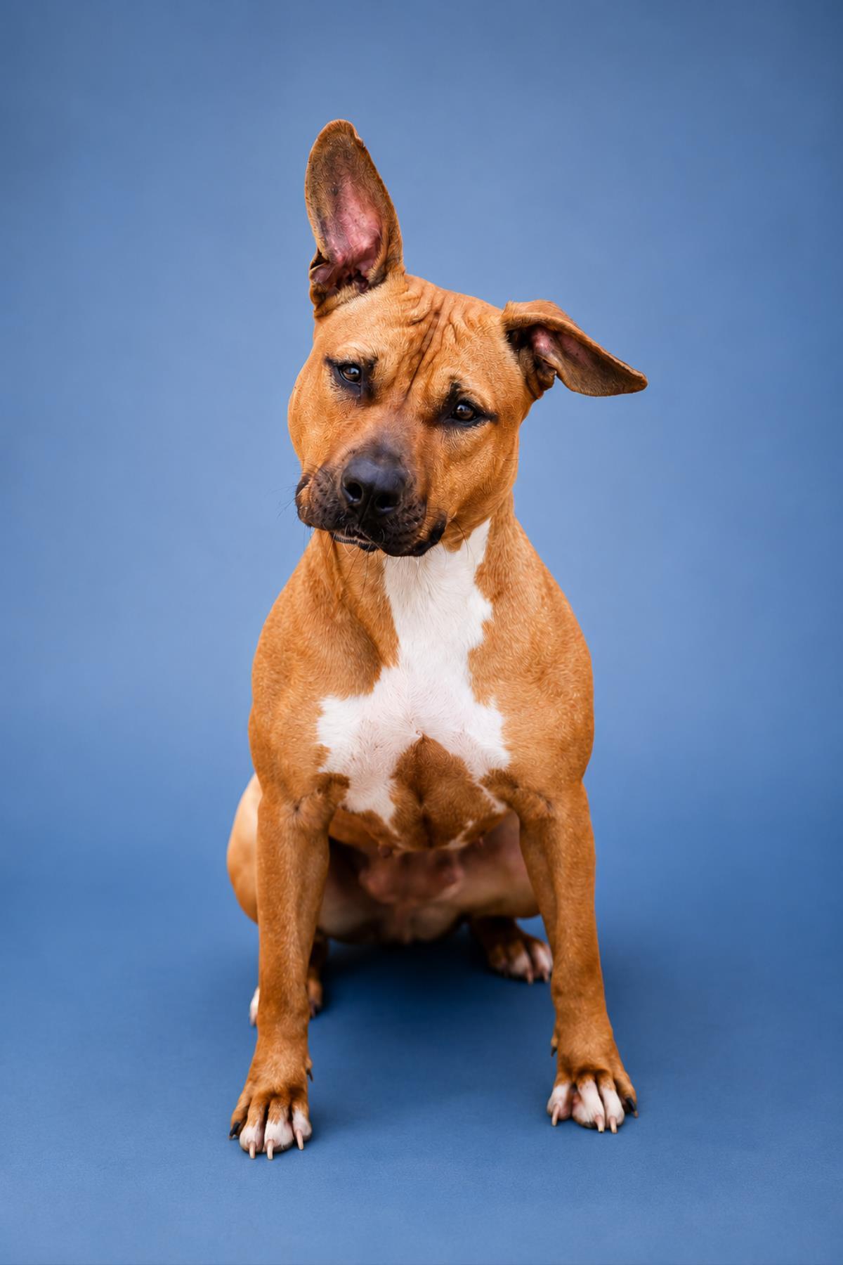 Enlarge Brandy, a Adoptable mixed breed in Rockwall, TX image 3/3