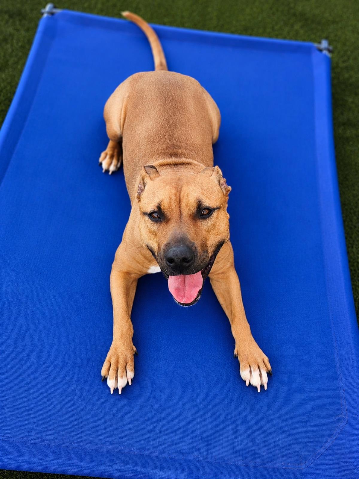 Enlarge Brandy-$75 Adoption Fee! Diamond Dog!, a Adoptable mixed breed in Rockwall, TX image 2/3