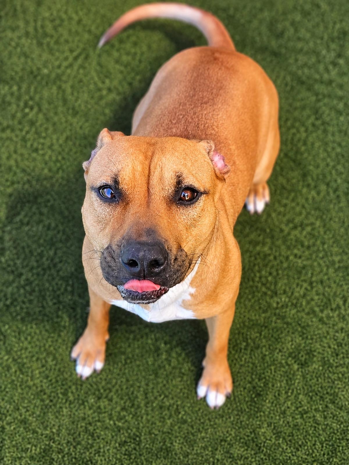 Enlarge Brandy-$75 Adoption Fee! Diamond Dog!, a Adoptable mixed breed in Rockwall, TX image 3/3