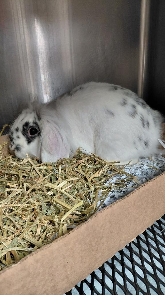 Buddy, Adoptable, Baby Male Lop Eared.
