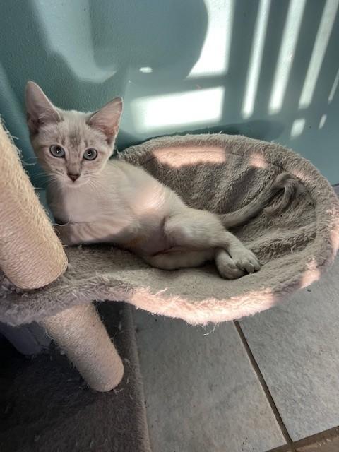 Enlarge Eclair, an adopted Siamese in Putnam, CT image 2/6