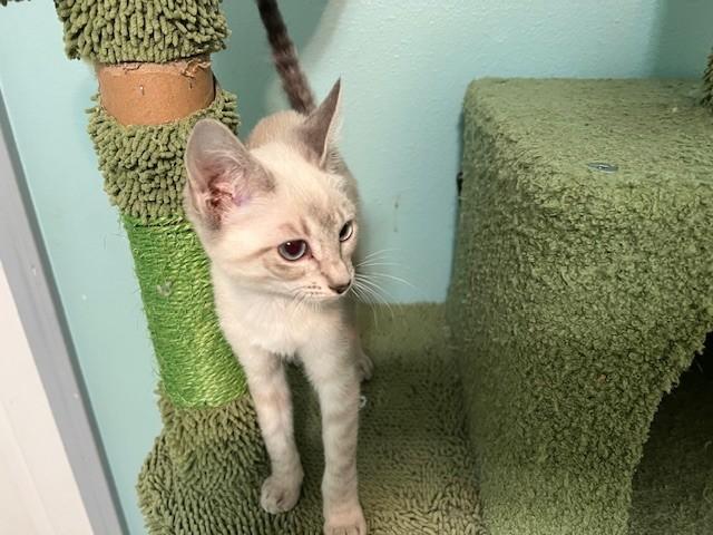Enlarge Eclair, an adopted Siamese in Putnam, CT image 4/6
