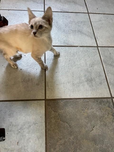 Enlarge Eclair, an adopted Siamese in Putnam, CT image 6/6
