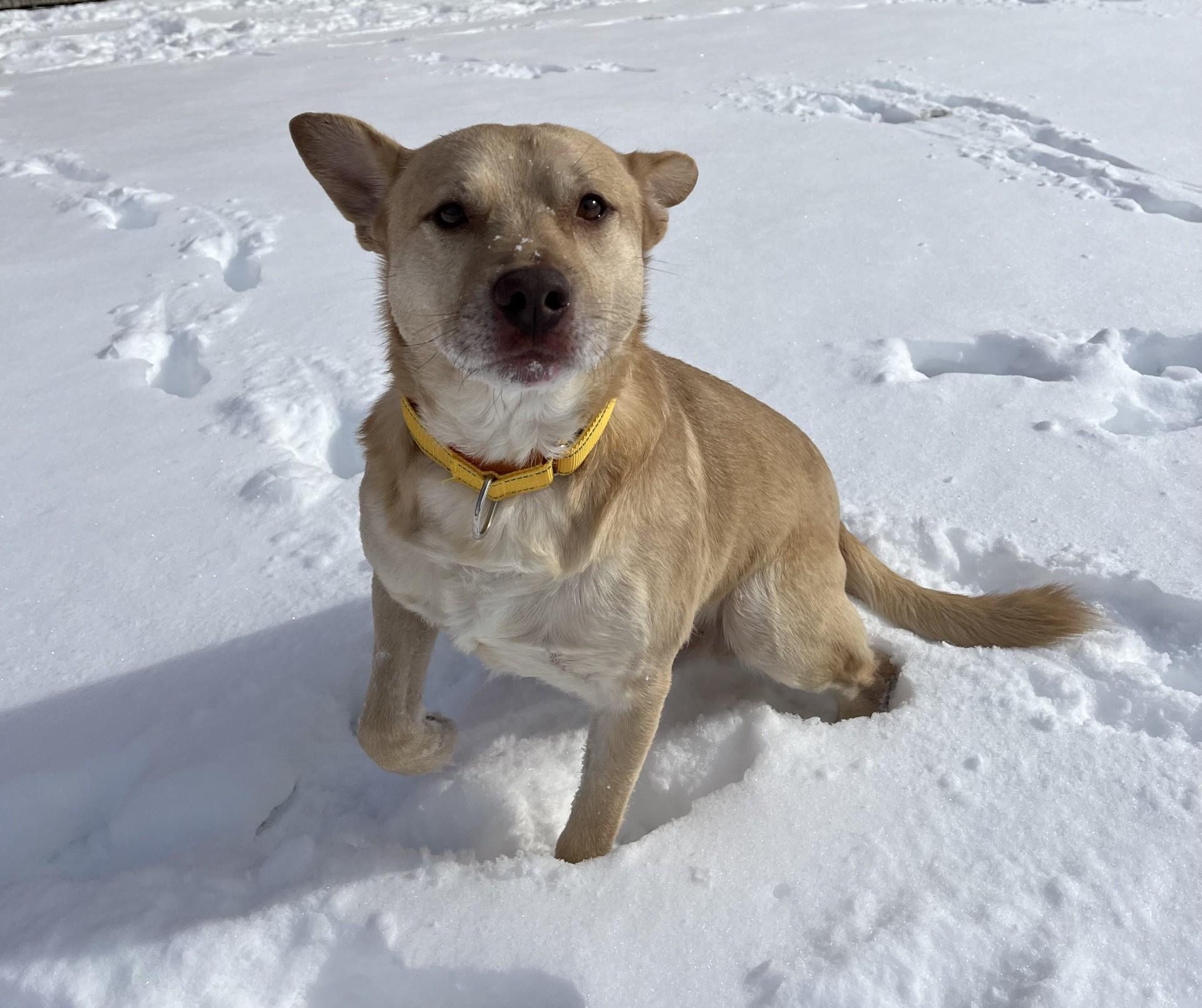 Enlarge Ogee, an adopted Mixed Breed in Chickasha, OK image 3/3