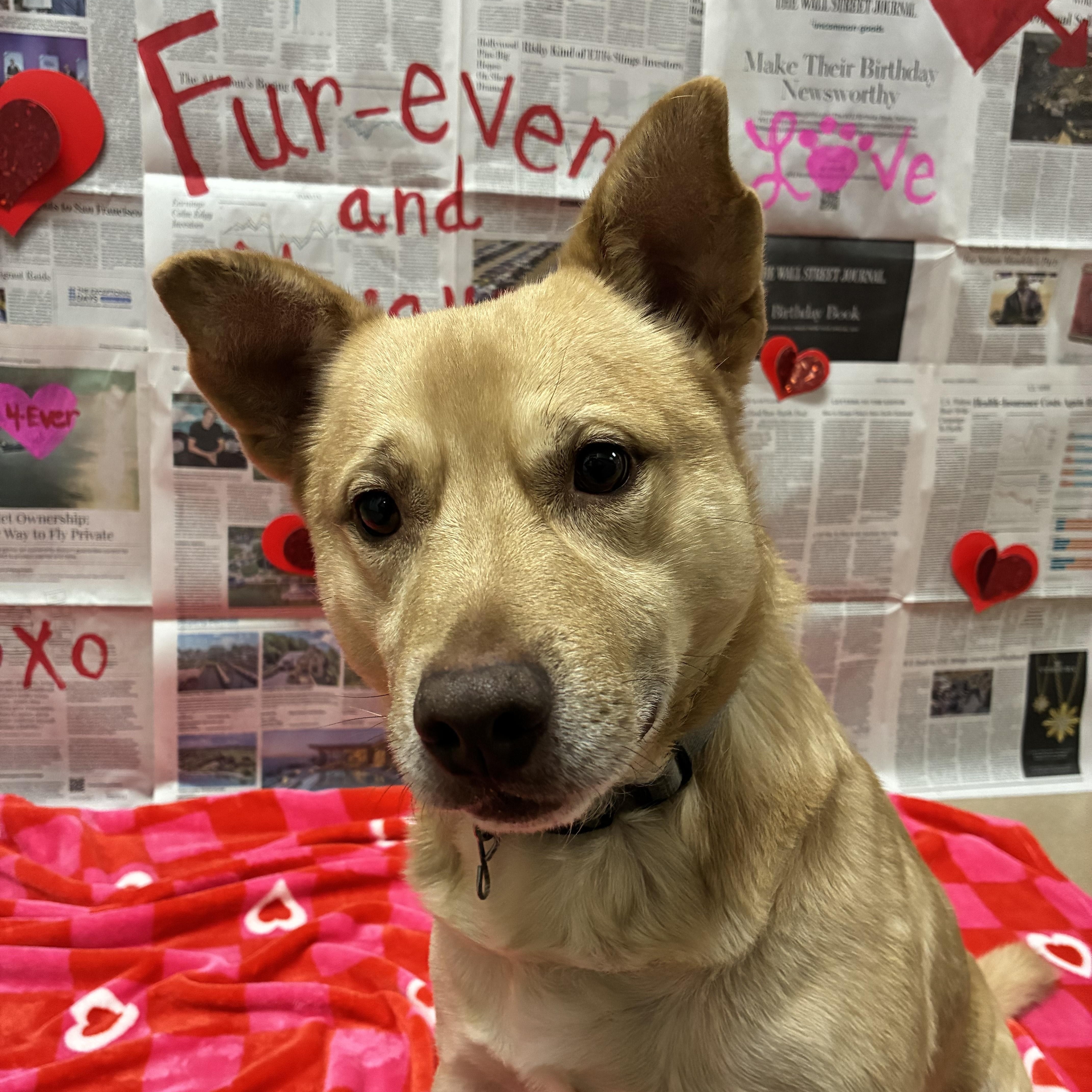 Enlarge Ogee, a ADOPTABLE Mixed Breed in Chickasha, OK image 1/2