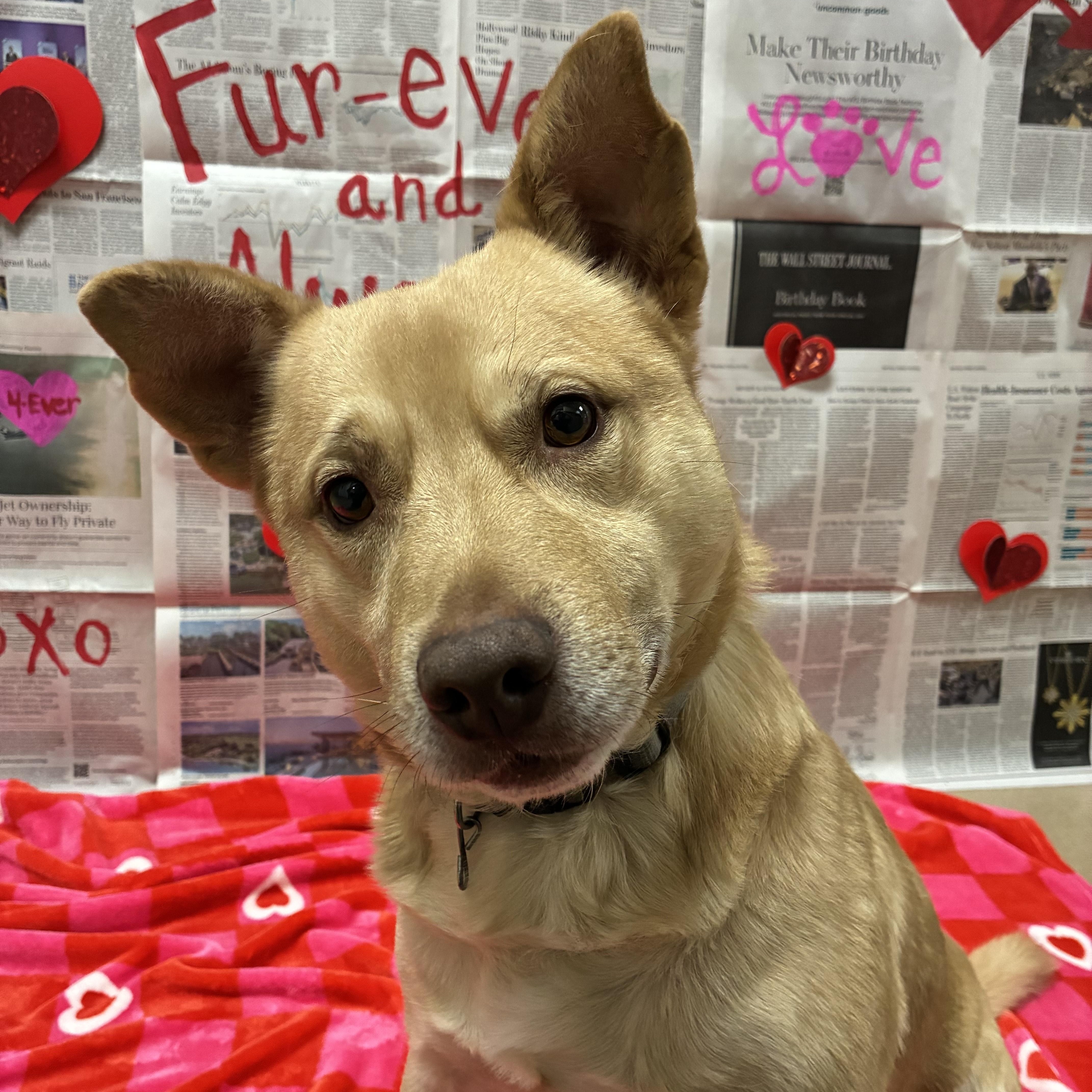 Enlarge Ogee, a ADOPTABLE Mixed Breed in Chickasha, OK image 2/2