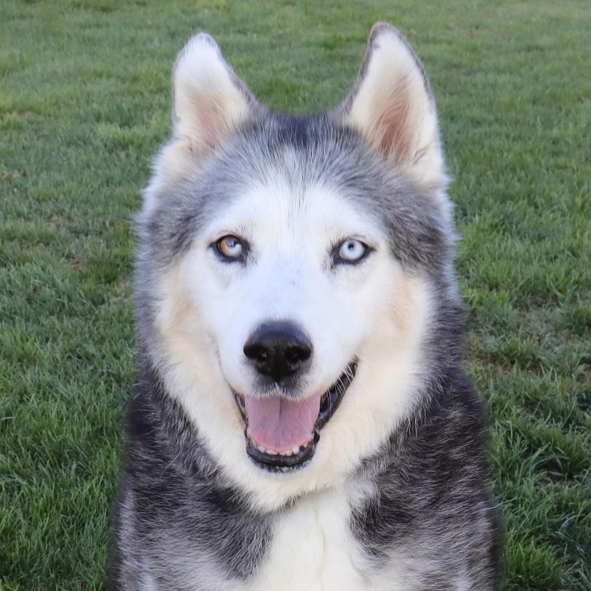 Enlarge Kenai, a Adoptable Siberian Husky in Clovis, CA image 1/6