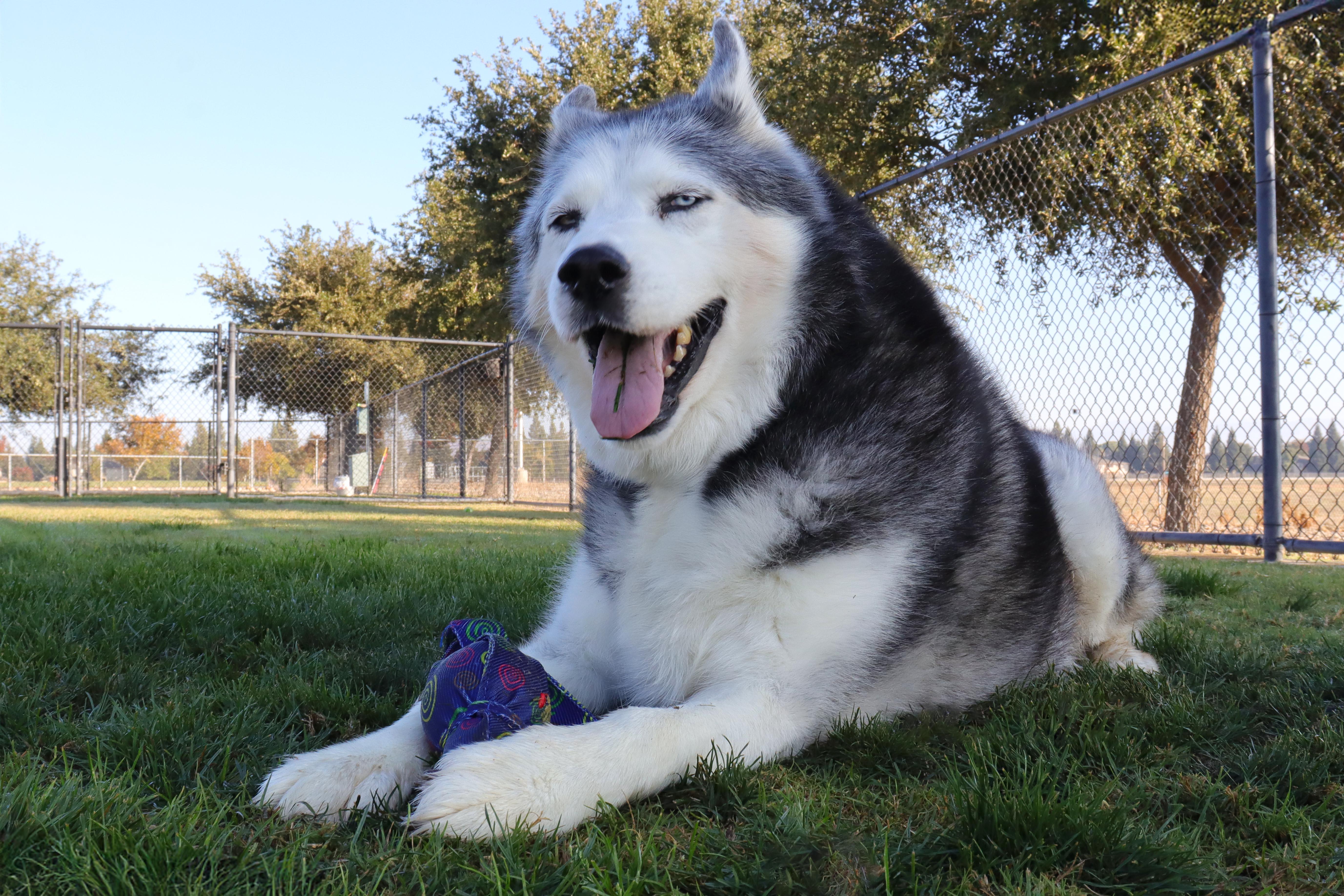 Enlarge Kenai, a Adoptable Siberian Husky in Clovis, CA image 5/6