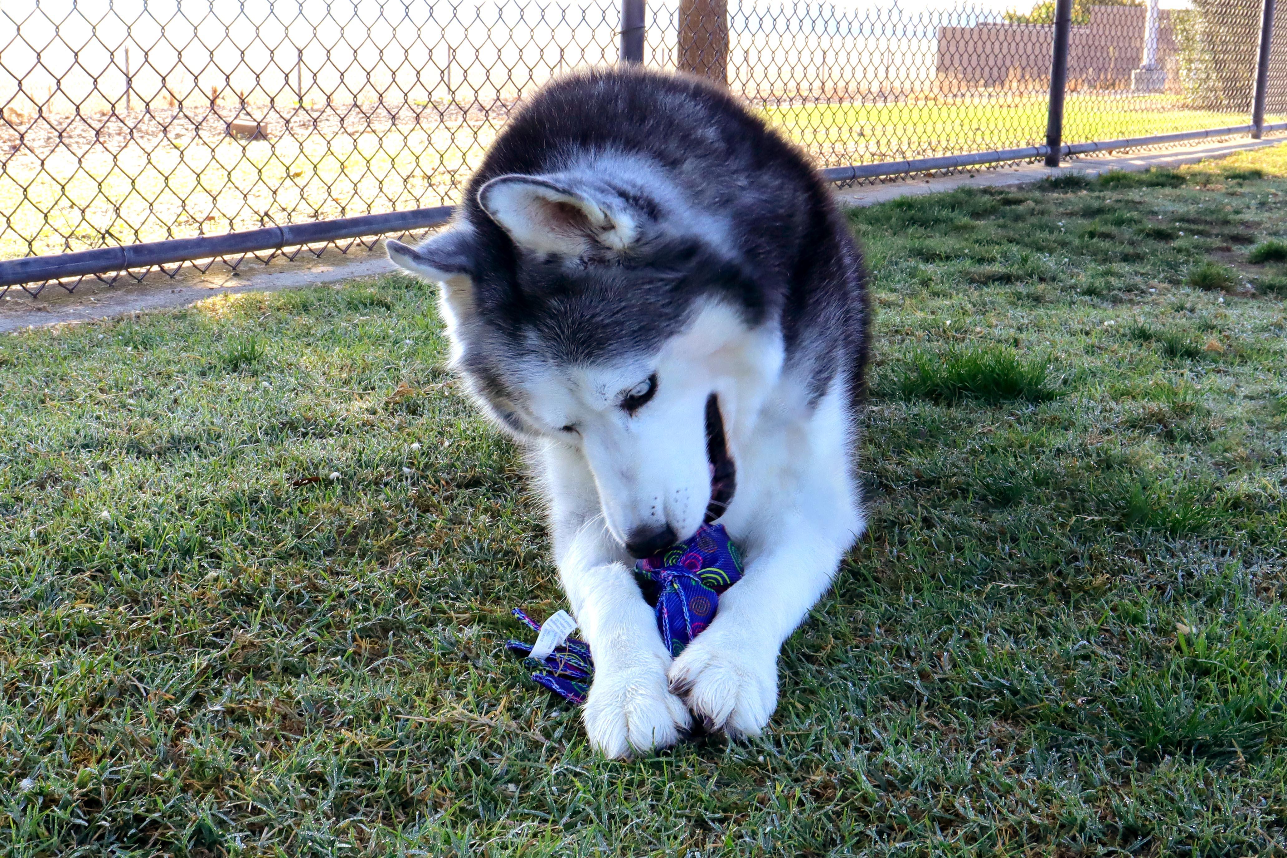 Enlarge Kenai, a Adoptable Siberian Husky in Clovis, CA image 6/6