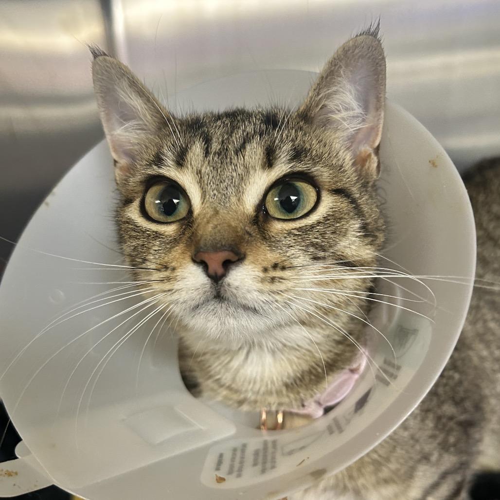 Mae Mae, Adoptable, Young Female Domestic Short Hair.