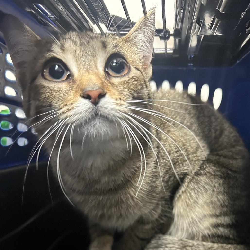 Mae Mae, a Adoptable Domestic Short Hair in Uniontown, PA image 2/2