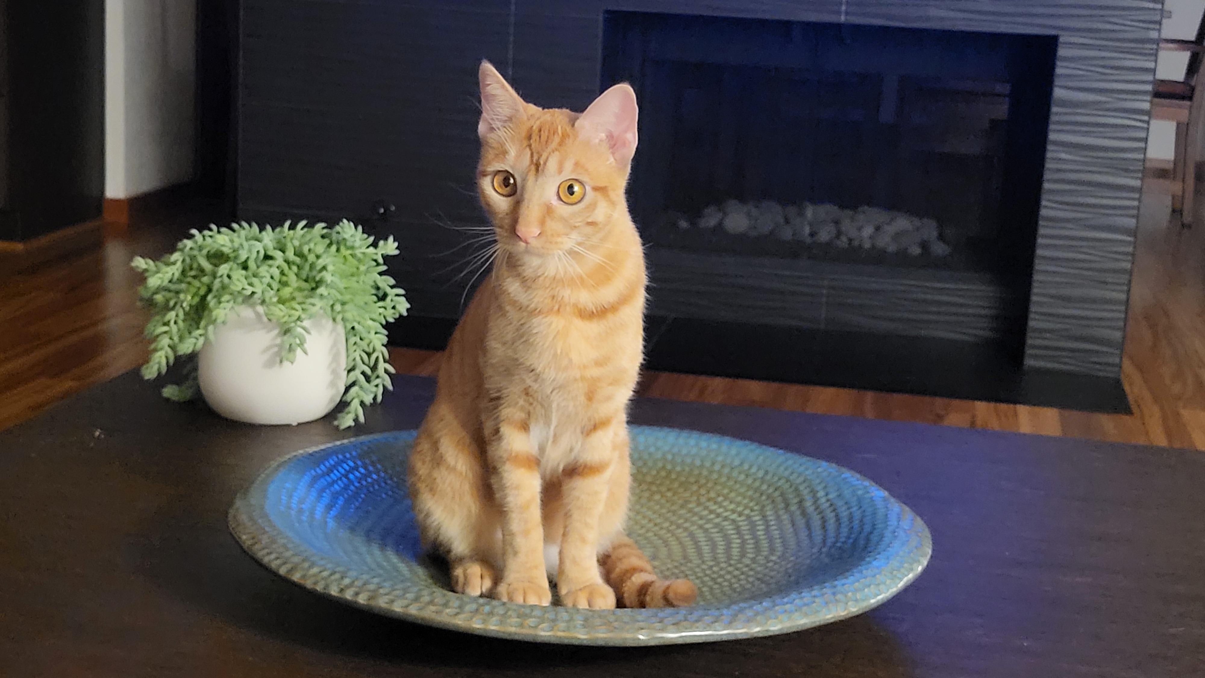 Enlarge Petey, a Adoptable Domestic Short Hair in Mission Viejo, CA image 1/1