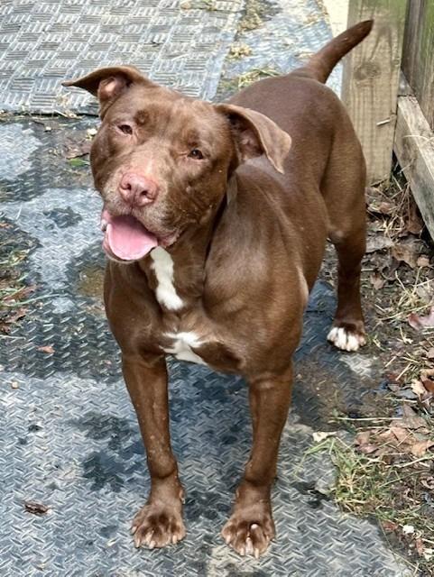 Elakha, a Adoptable mixed breed in Sherwood, AR image 1/5