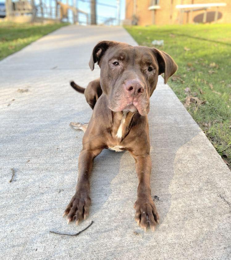 Elakha, a Adoptable mixed breed in Sherwood, AR image 2/5