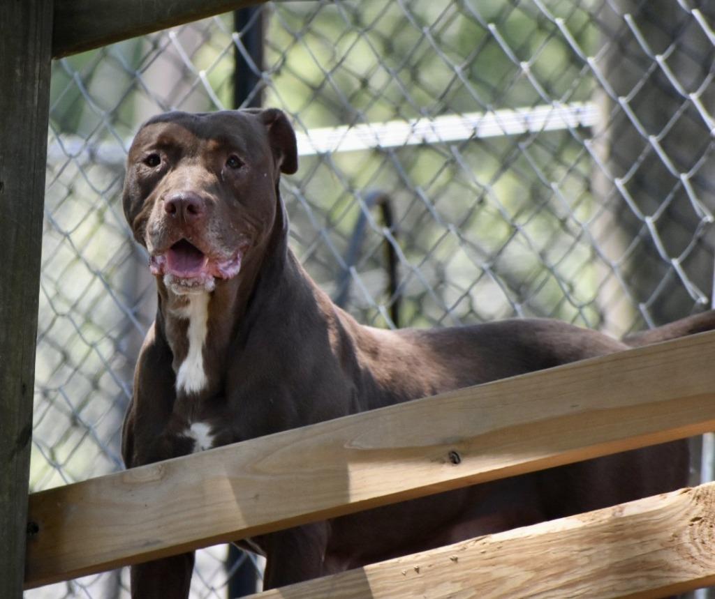 Elakha, a Adoptable mixed breed in Sherwood, AR image 3/5