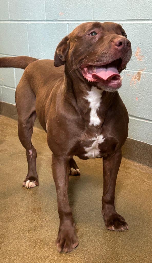 Elakha, a Adoptable mixed breed in Sherwood, AR image 4/5