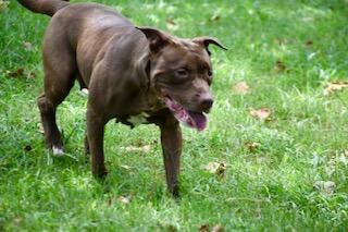 Elakha, a Adoptable mixed breed in Sherwood, AR image 5/5