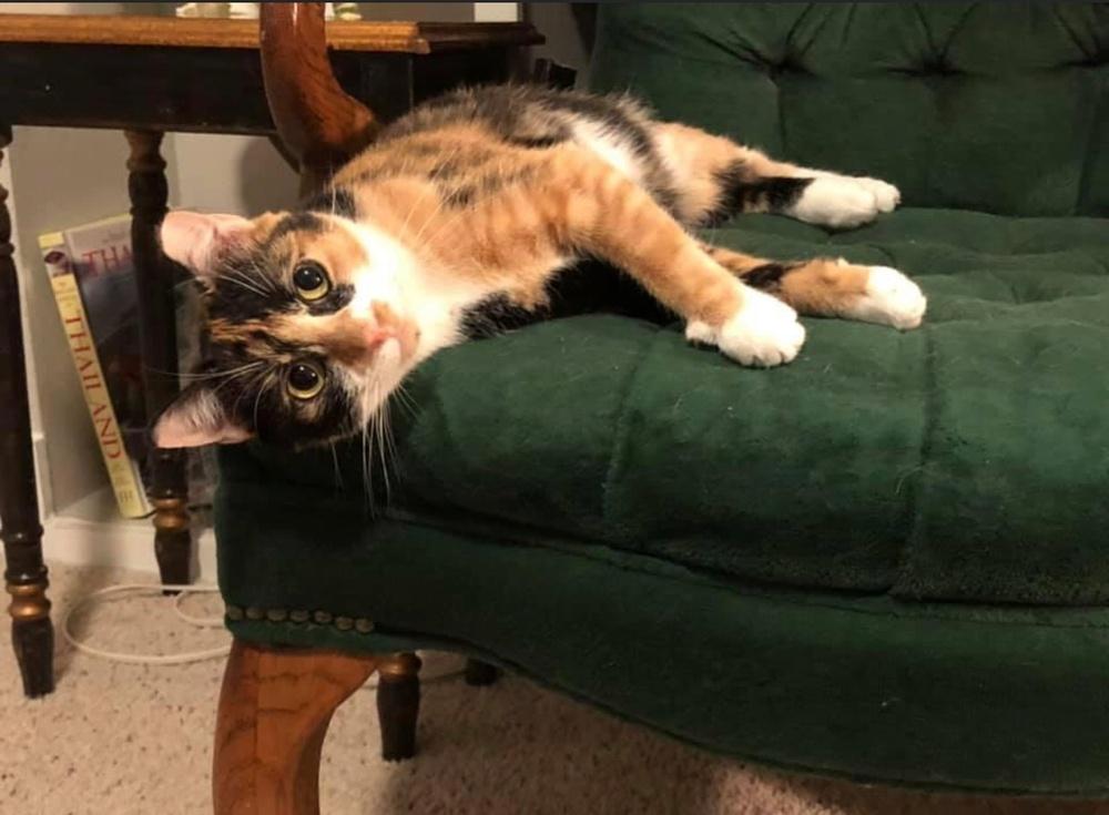 Fortune Brandes, Adopted, Adult Female Calico.