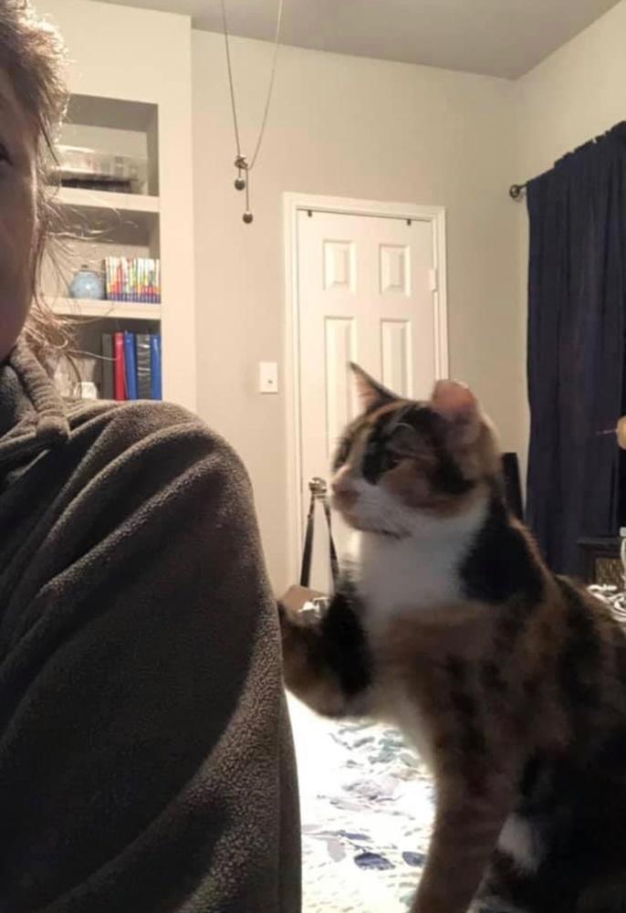 Enlarge Fortune Brandes, a Adopted Calico in Dallas, TX image 2/5
