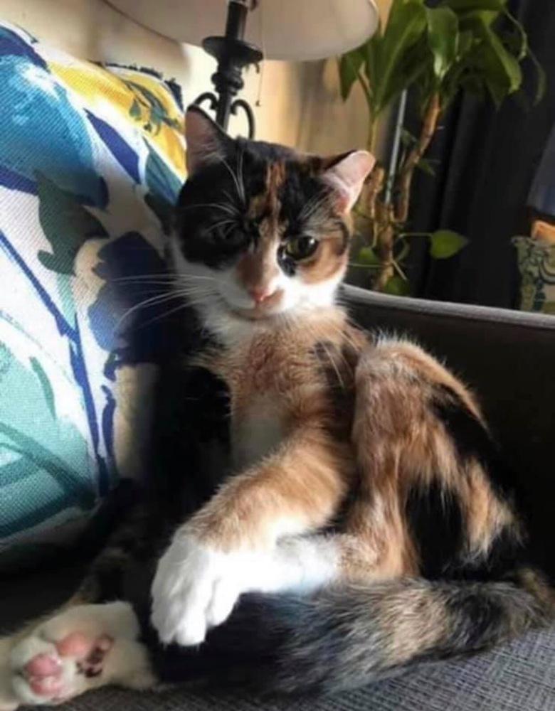 Enlarge Fortune Brandes, a Adopted Calico in Dallas, TX image 3/5