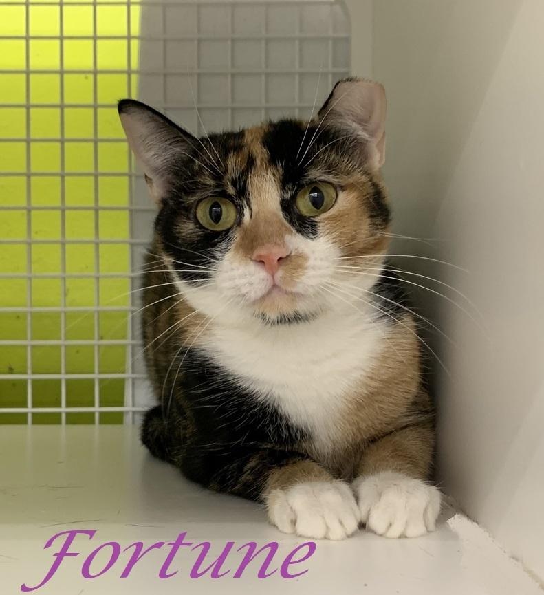 Enlarge Fortune Brandes, a Adopted Calico in Dallas, TX image 4/5