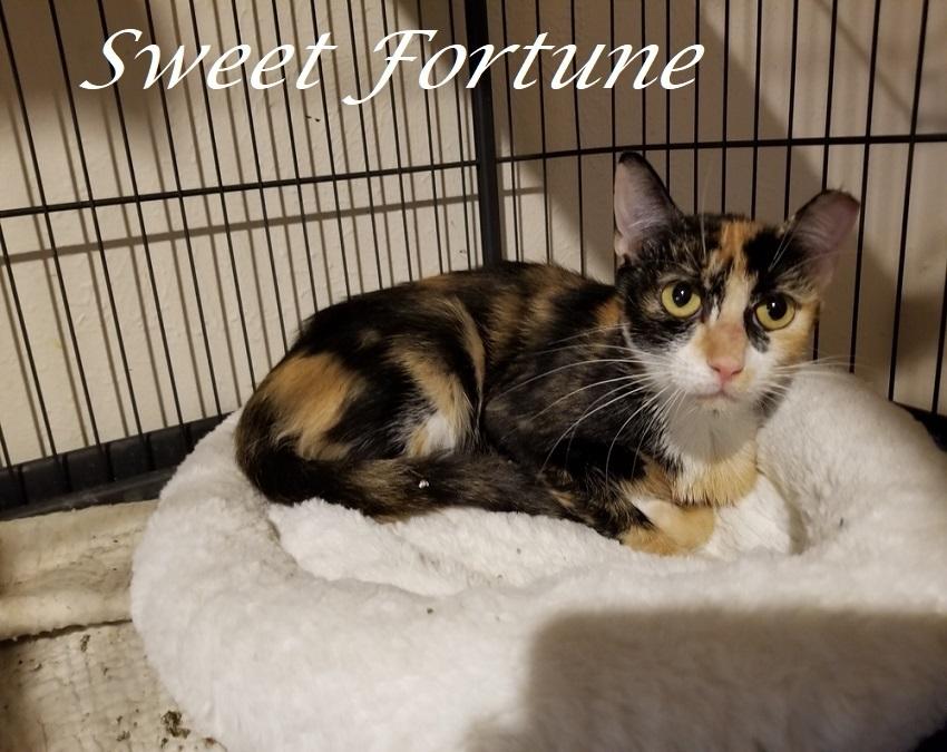 Enlarge Fortune Brandes, a Adopted Calico in Dallas, TX image 5/5