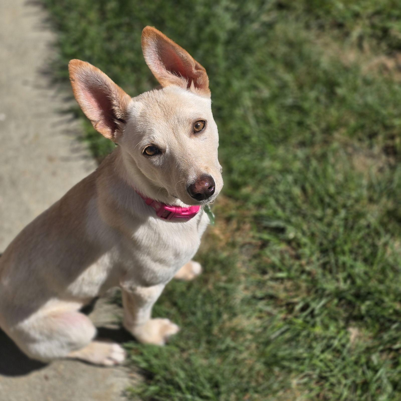 Enlarge Ireland, a Adoptable mixed breed in Davis, CA image 1/3