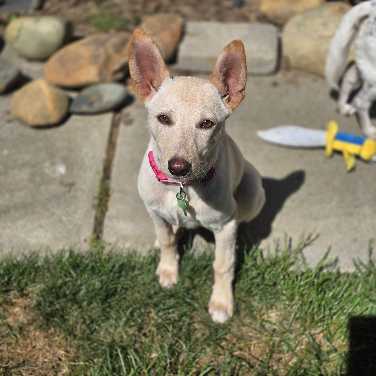 Enlarge Ireland, a Adoptable mixed breed in Davis, CA image 2/3