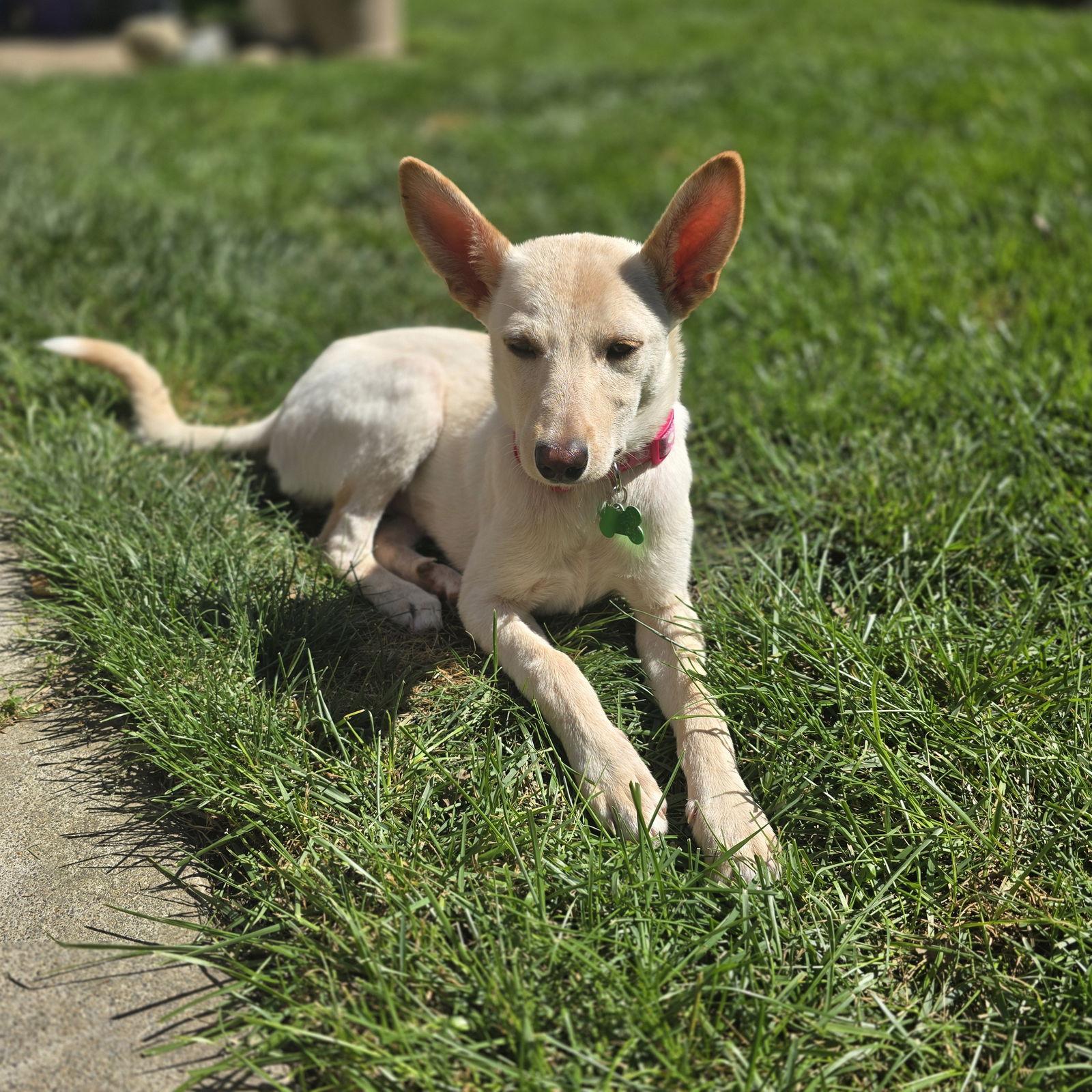 Enlarge Ireland, a Adoptable mixed breed in Davis, CA image 3/3