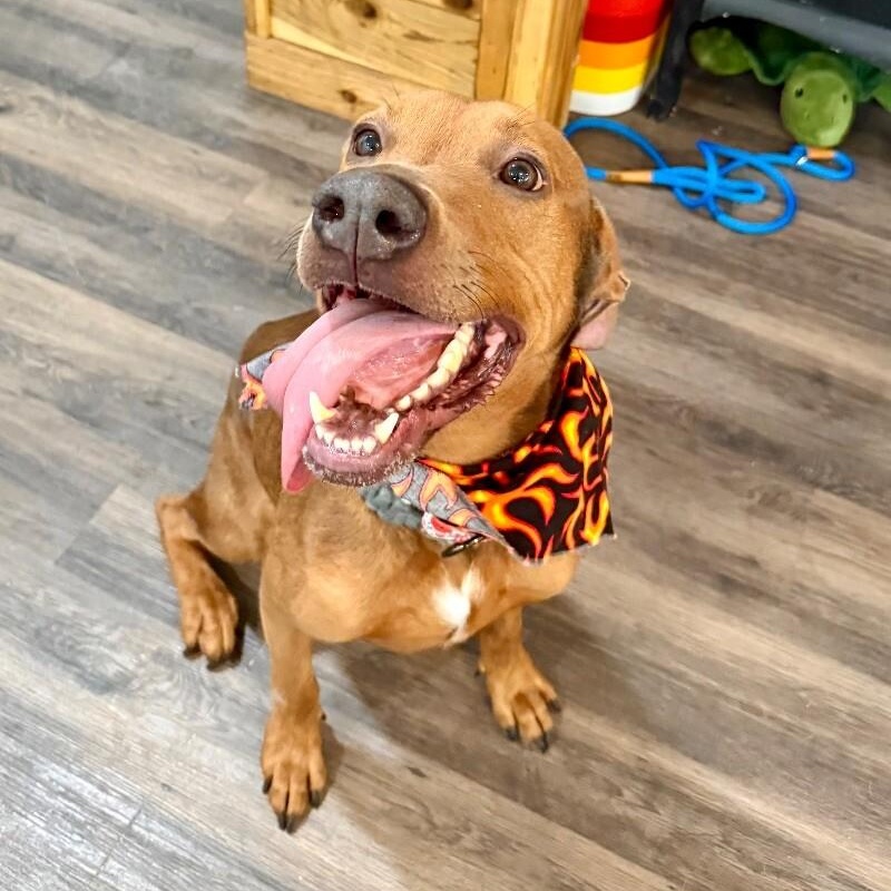 Dog for adoption - Nelson has RIZZ, a Rhodesian Ridgeback & Pit Bull ...