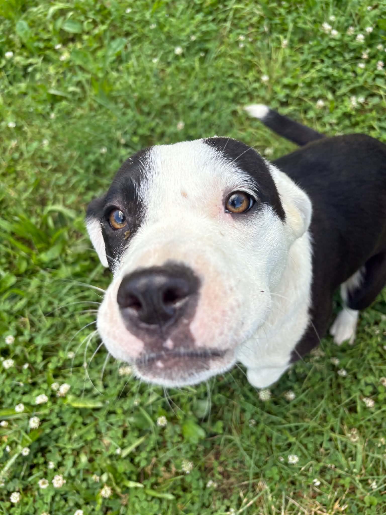 Enlarge Ellie , a Adoptable mixed breed in Charleston , WV image 2/3