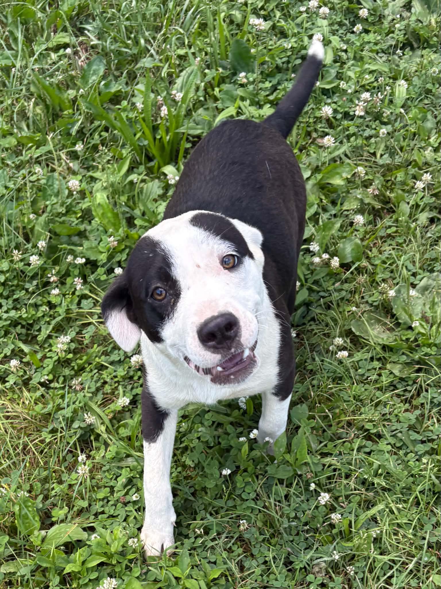 Ellie , Adoptable, Puppy Female Labrador Retriever & Pit Bull Terrier.