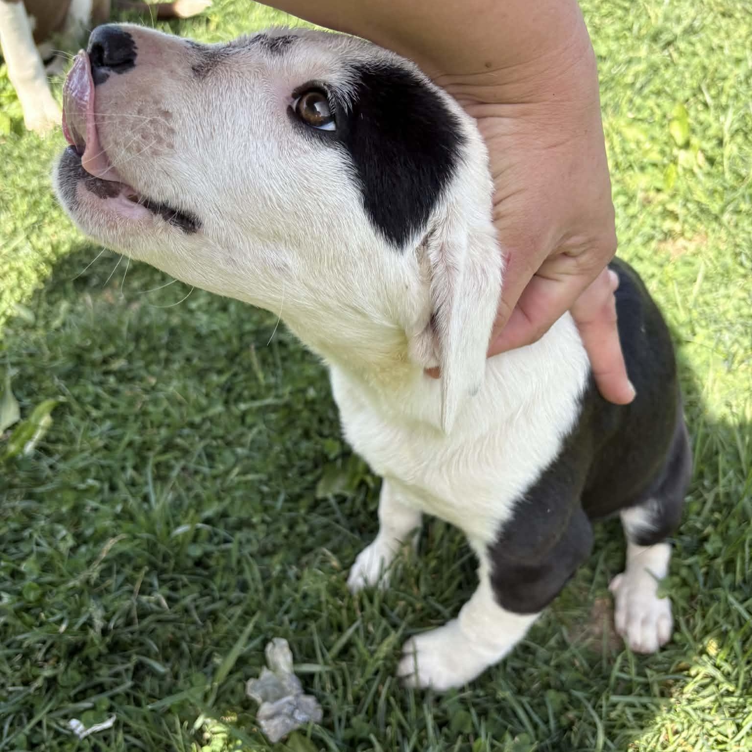 Enlarge Ellie , a Adoptable mixed breed in Charleston , WV image 3/3